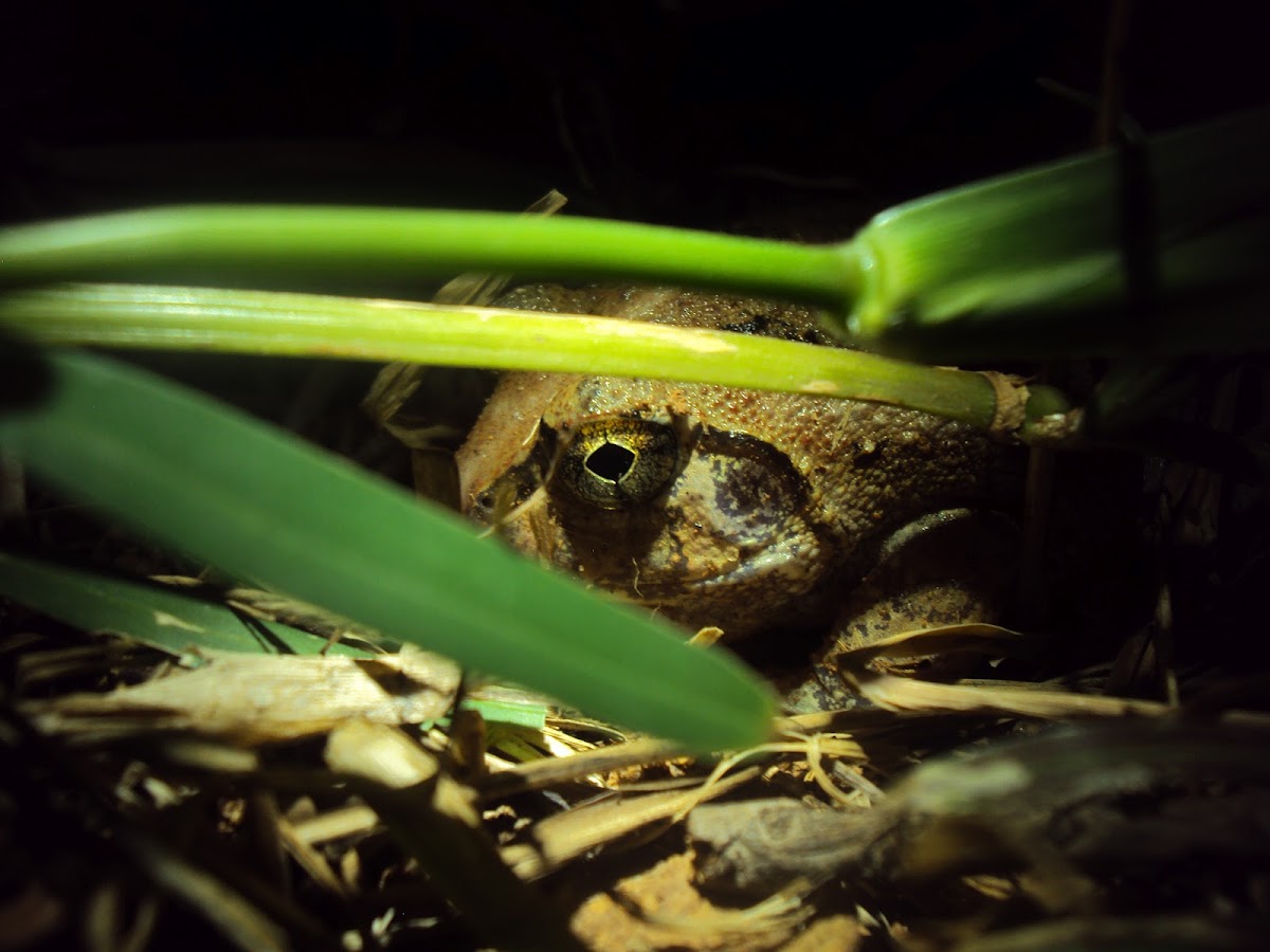 Roland's burrowing frog
