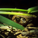 Roland's burrowing frog