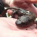 California Giant Salamander