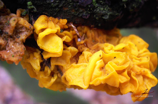 Golden Jelly Fungus | Project Noah