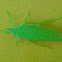 Greater Anglewing Katydid