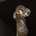 Northern flying squirrels