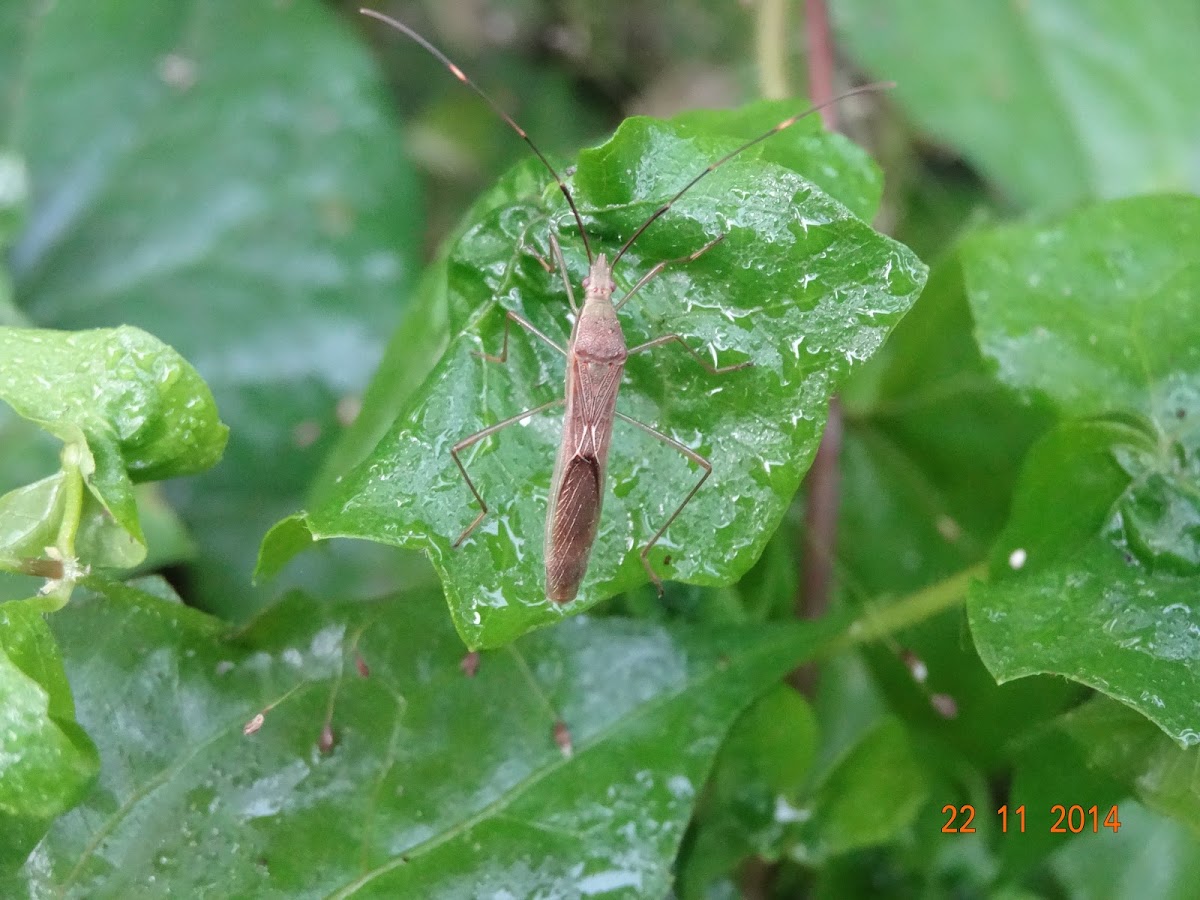 Rice Stink Bug