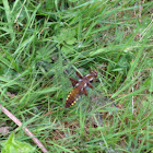 Broad-bodied chaser