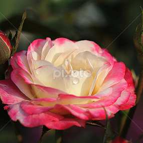 Rose by তিত কুটি - Flowers Single Flower