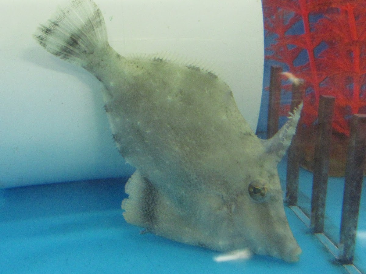 Green Filefish