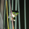 中國樹蟾 / Common Chinese treetoad / Chinese tree frog