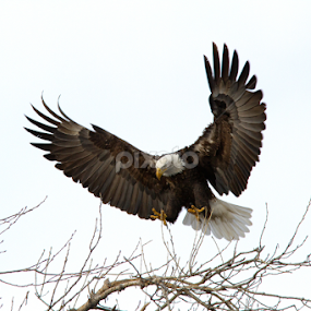 Brakes; don't fail me now by Robert Huebner - Animals Birds