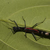 Black-and-Red Stick Insect, Phasmid - Female
