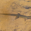 Eastern Newt; Red-spotted Newt