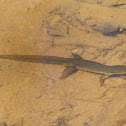 Eastern Newt; Red-spotted Newt