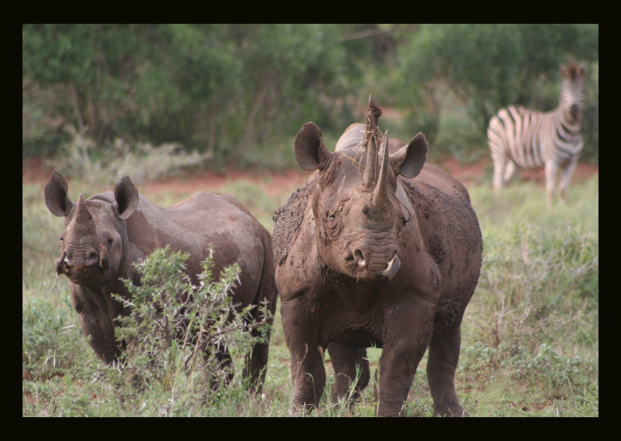 Hook-lipped Rhinoceros