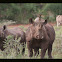 Hook-lipped Rhinoceros
