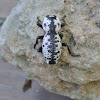 Iron Clad Beetle