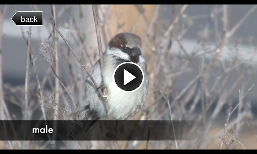 Birds of your Town Screenshots 10