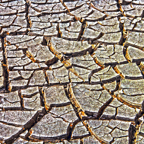 Drought by Judy Hall-Folde - Nature Up Close Other Natural Objects