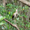 White Ibis (juvenile)