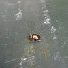 Bronze Beetle