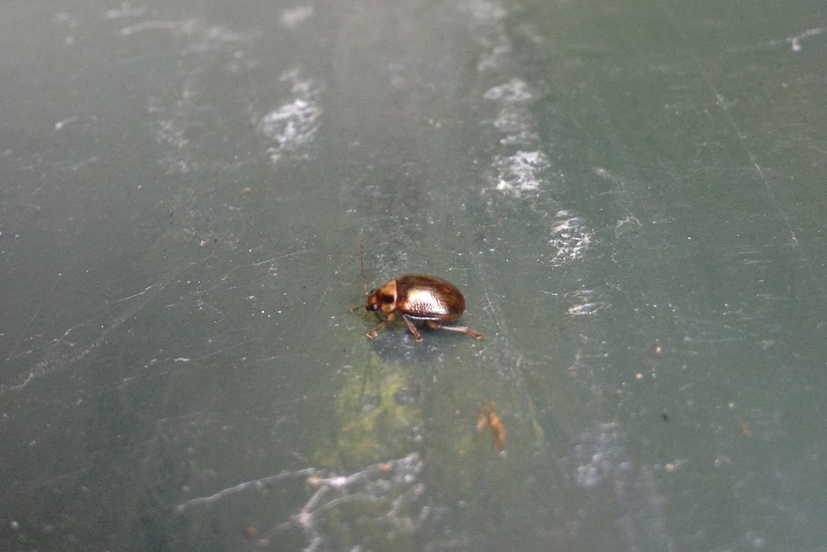 Bronze Beetle