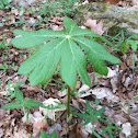 Mayapple