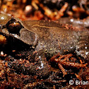 Mindanao horned frog