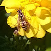 European paper wasp