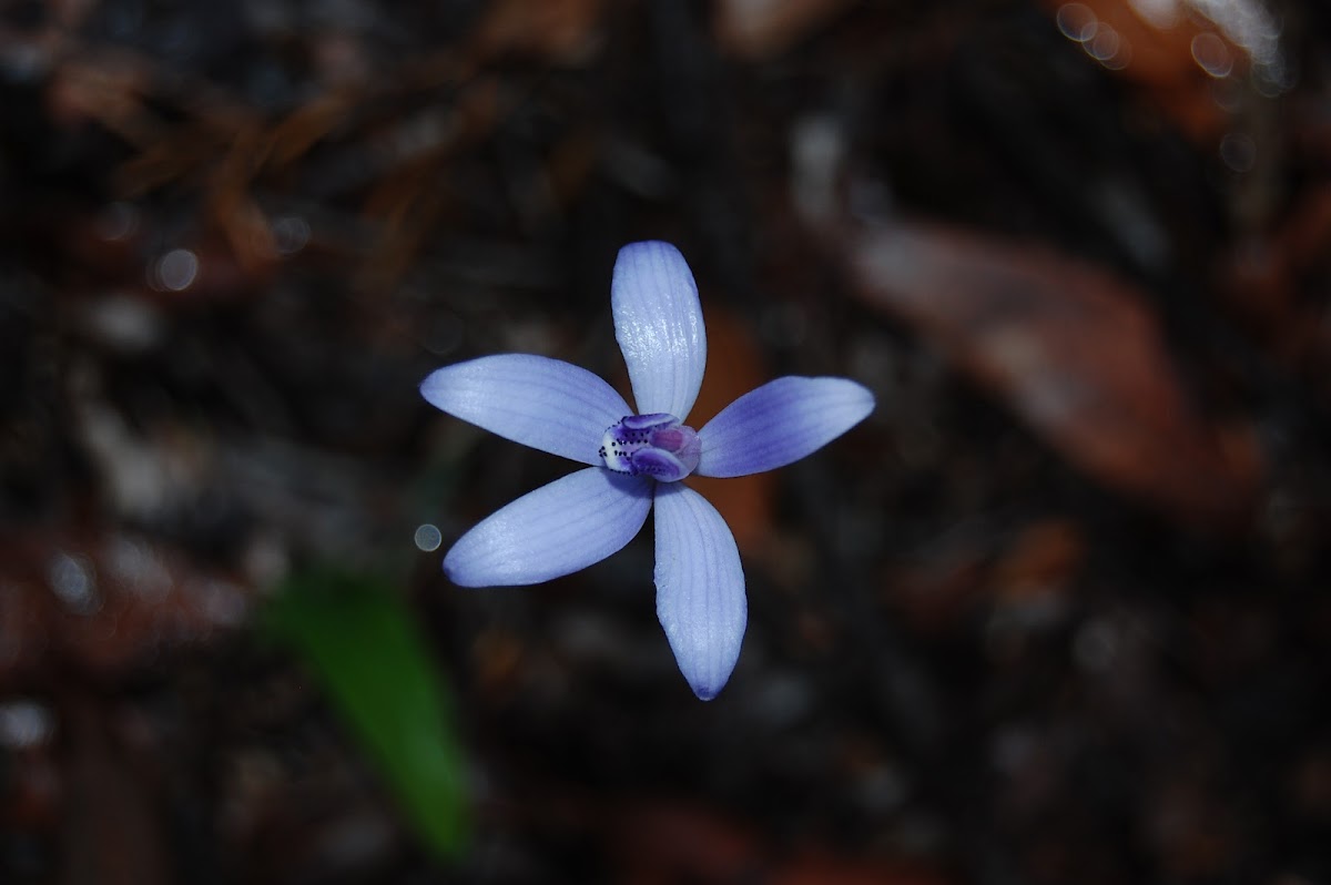 Blue silk Orchid