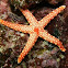 Pearl Sea Star
