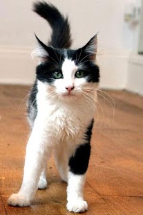 Cat Wallpaper Screenshots 7