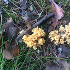 Coral Fungus