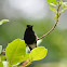 Colibri de vientre negro, colibrí pechinegro