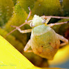 Plant Bug Nymph