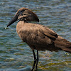 Hamerkop