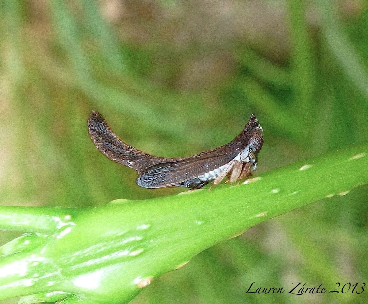 Treehopper Pronotal Abscission
