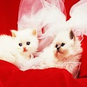 3D cute cat 15 logo