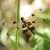 Yellow-striped Flutterer Dragonfly