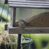 Chipping Sparrow