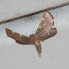 Yellow-fringed Dolichomia Moth