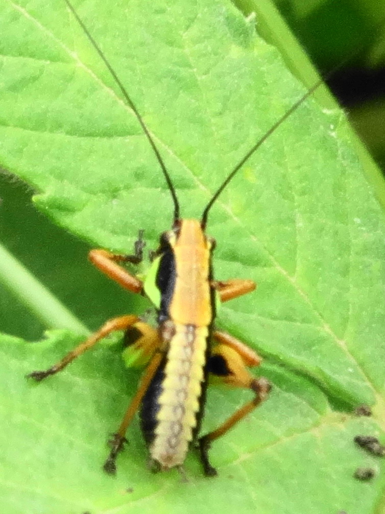 Bush cricket (nymph)