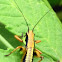 Bush cricket (nymph)