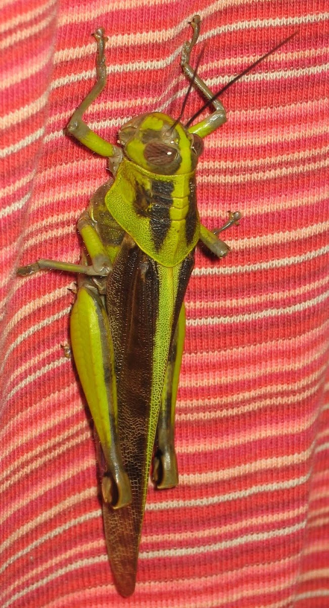 Shorthorned Grasshopper