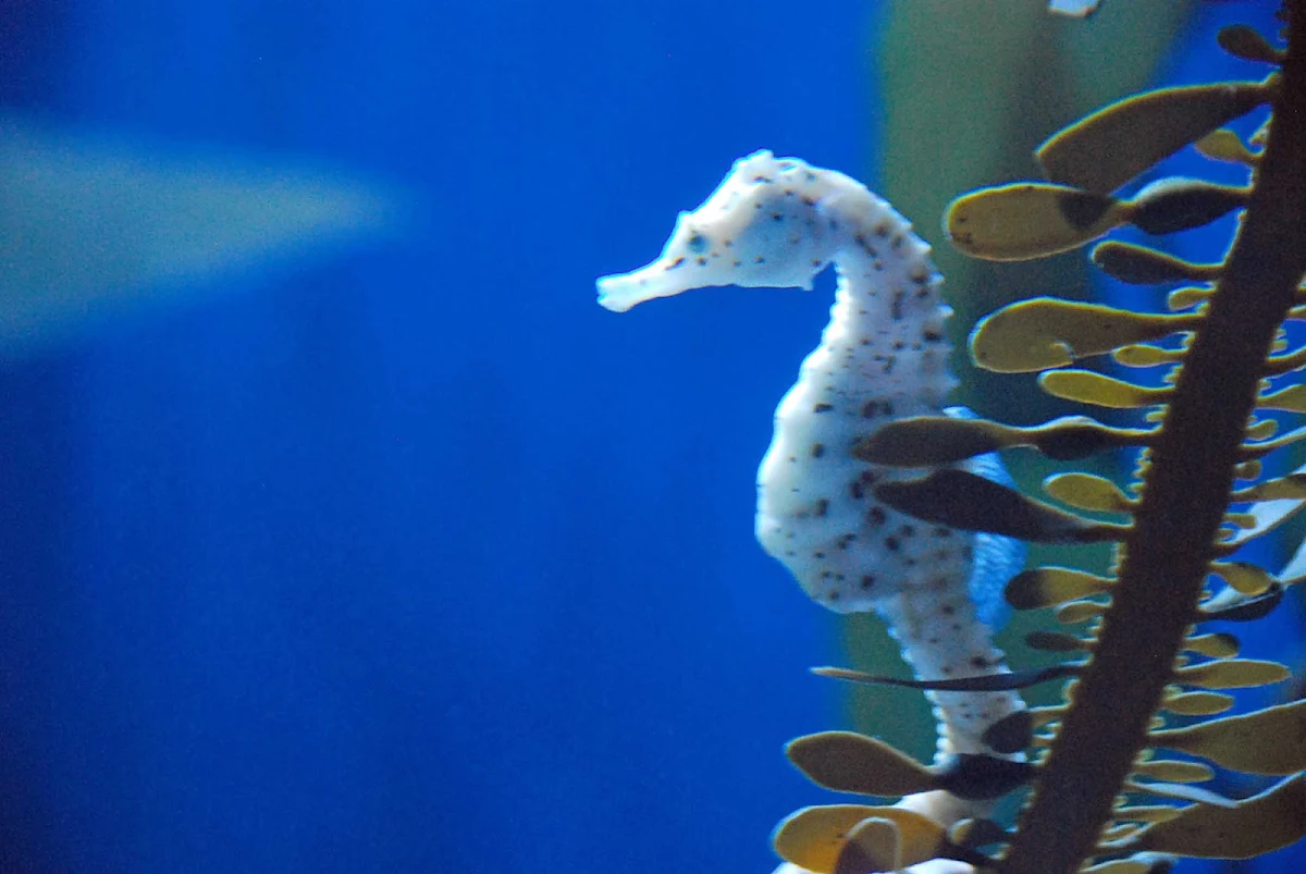 seahorse-aquarium-long-beach - A seahorse in Long Beach Aquarium, California.