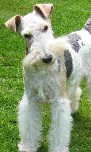 Fox Terrier Wallpapers