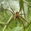 Nursery Web Spider ♀