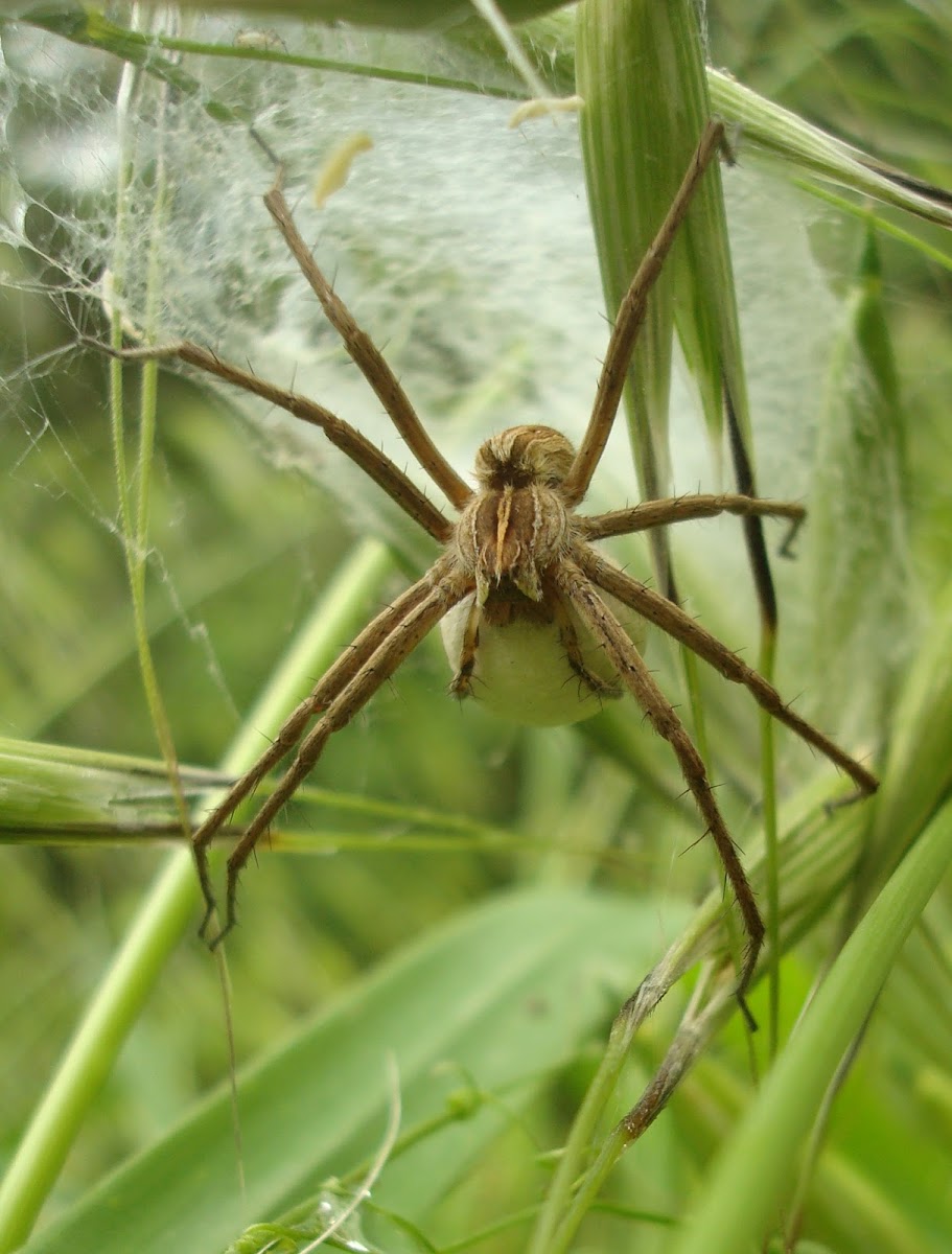 Nursery Web Spider ♀