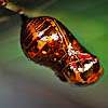 Common Crow butterfly (Pupa)