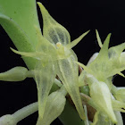 Green bonnet orchid