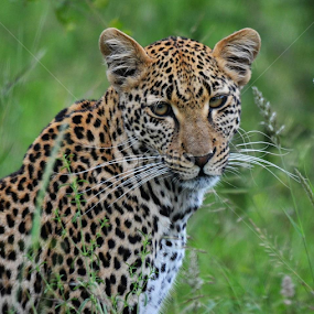leopard by Marissa van Heerden - Animals Lions, Tigers & Big Cats