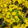 Thapsia villosa flowers