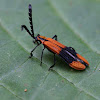 Net-winged beetle